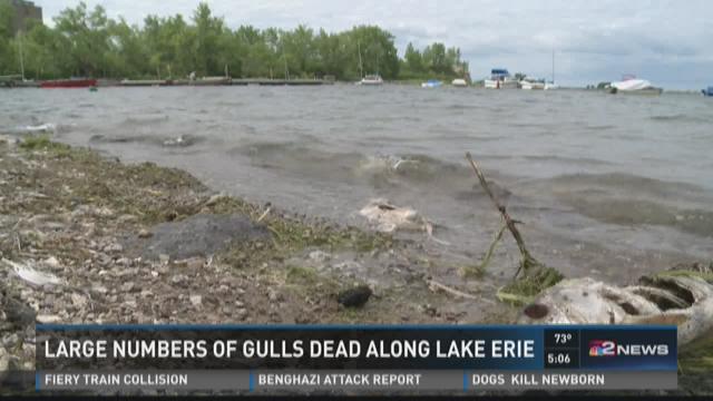 Image result for Buffalo on Lake Erie dirty shoreline
