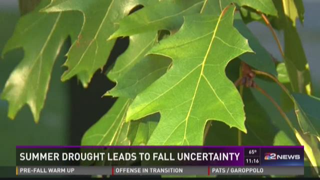 Dry, Warm Summer Affects Fall Foliage | wgrz.com