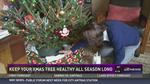 how to keep your fresh christmas tree healthy all season how to keep your fresh christmas tree healthy all season