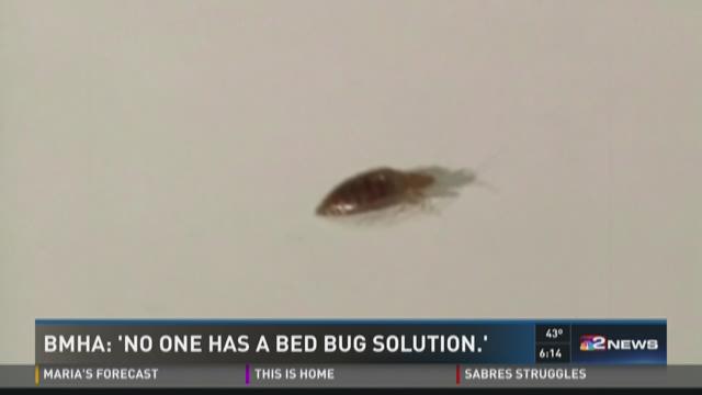 bed bugs buffalo ny