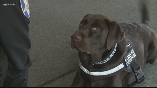 Therapy dog added to ECSO K9 Unit | wgrz.com
